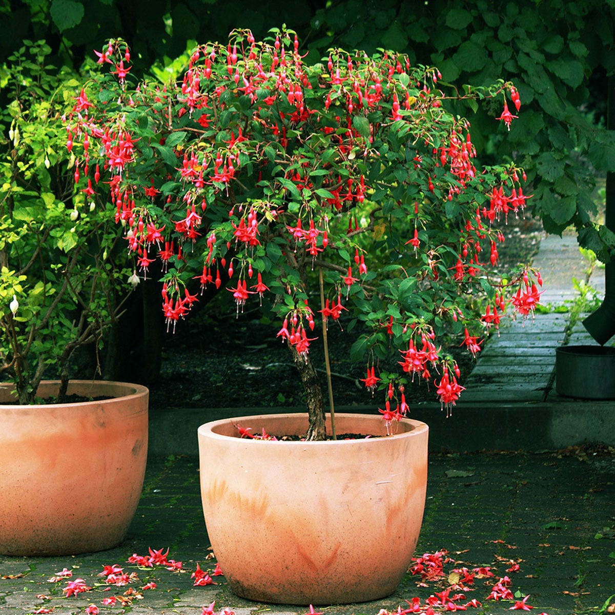 Fuchsia tree with vibrant red and pink flowers, lush green leaves, and a sturdy trunk, displayed in a large terracotta pot on a garden path.