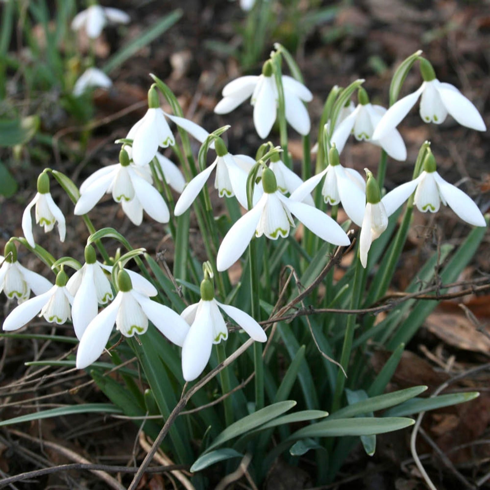 Clusters of delicate white snowdrop flowers with green accents, emerging from lush green leaves, set against a natural earthy background.