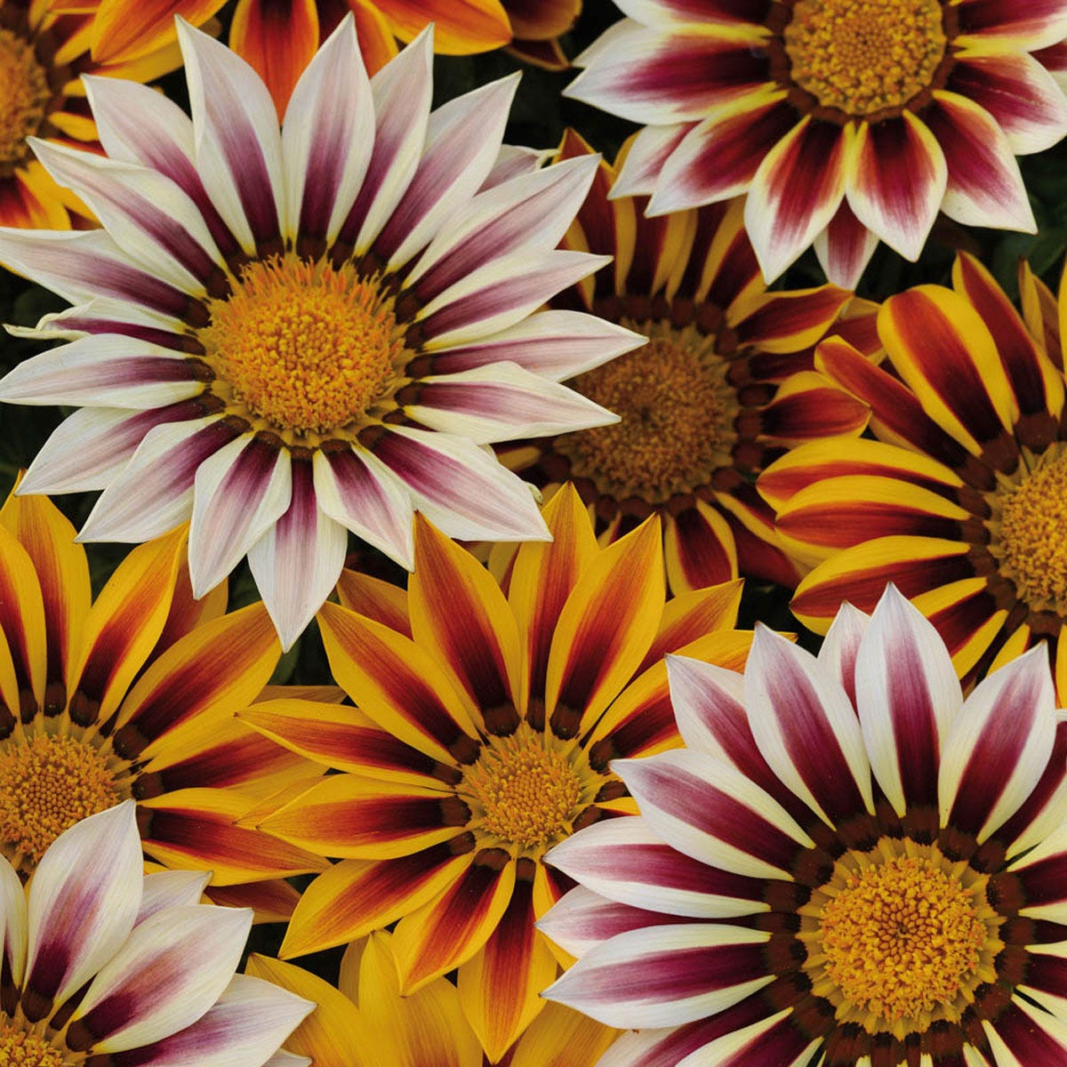 Vibrant Gazania flowers in a mix of yellow, orange, and white with striking red and purple stripes, showcasing their bold, daisy-like petals and bright yellow centers.