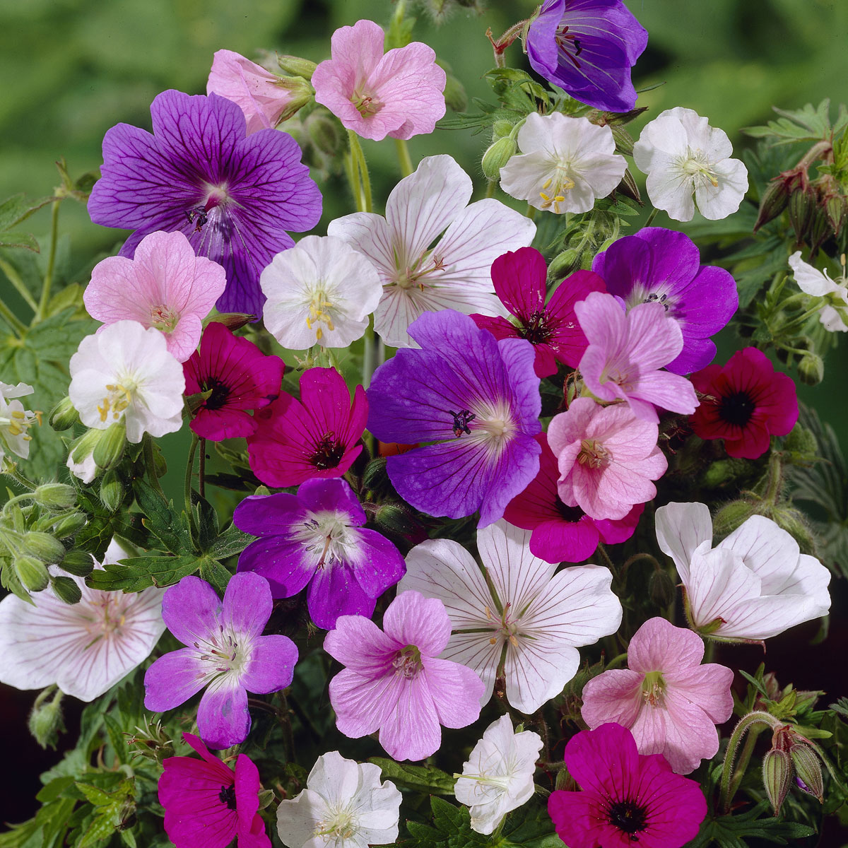 Vibrant collection of geranium flowers in shades of purple, pink, and white, featuring delicate petals and lush green foliage, presented as bare roots.
