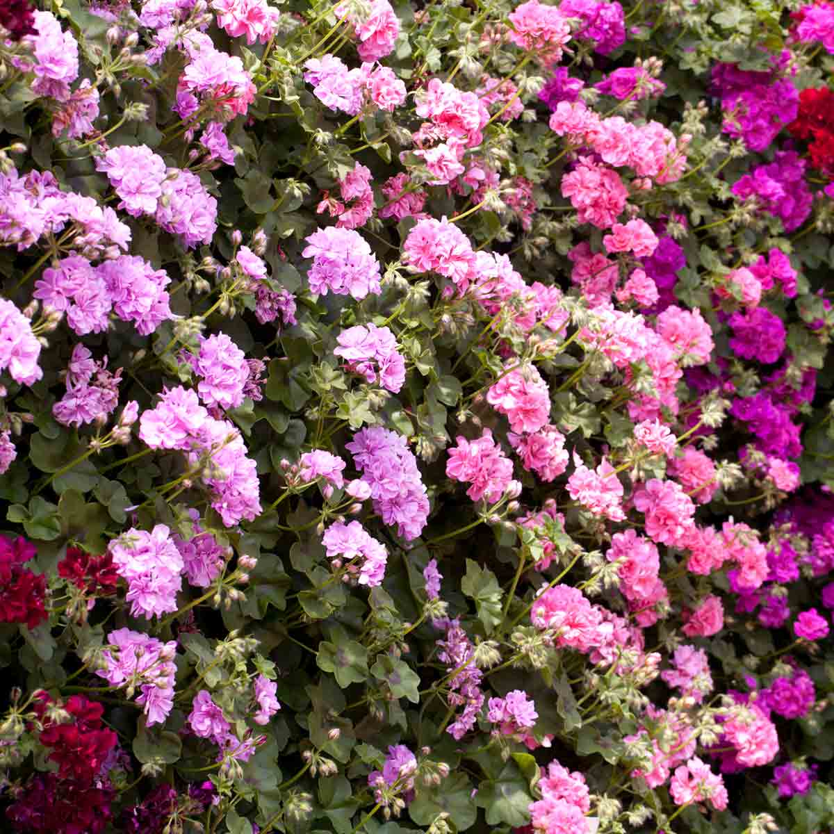Vibrant collection of rosebud geraniums in shades of pink, purple, and red, featuring lush green leaves and abundant clusters of delicate flowers.