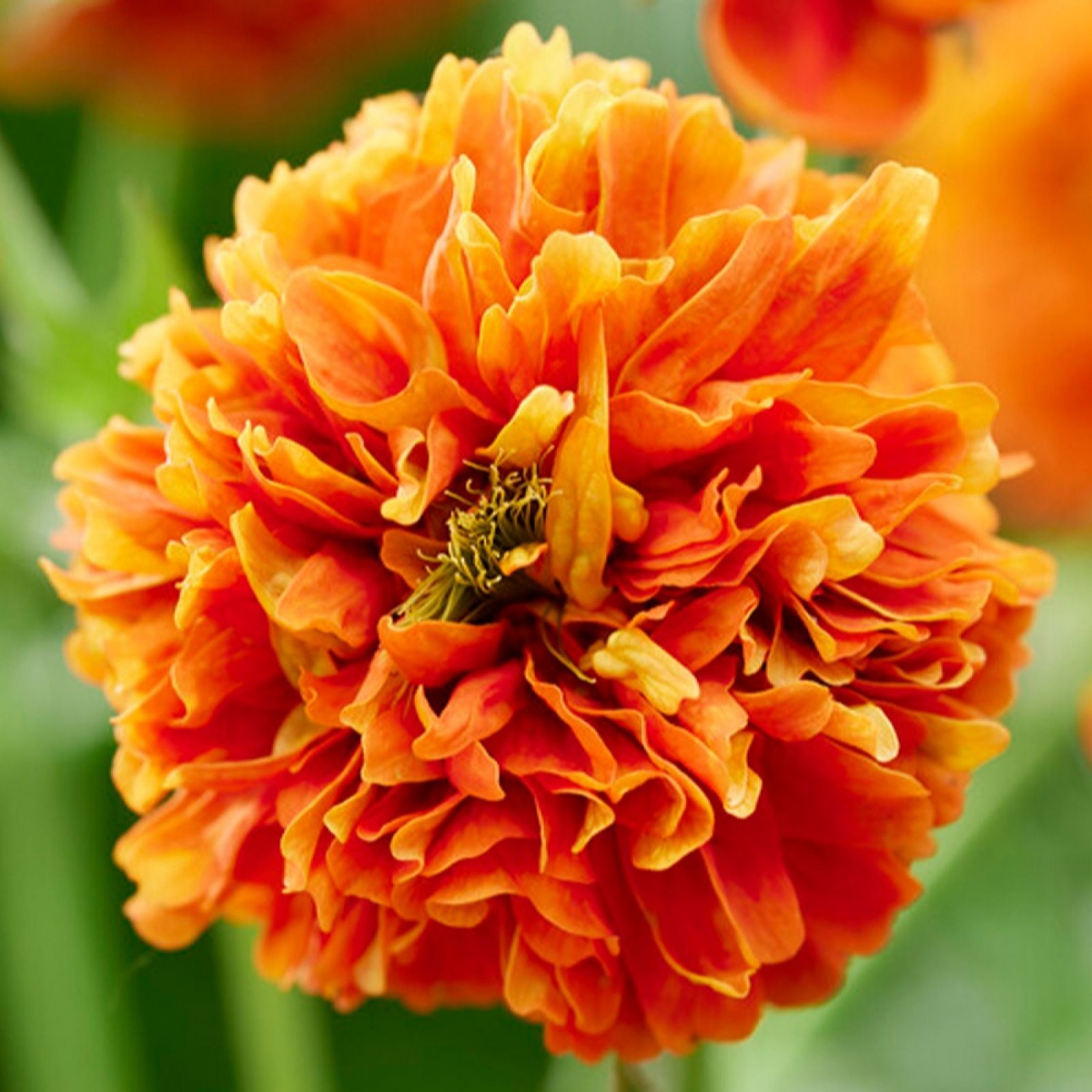 Vibrant orange Geum flower with ruffled petals, showcasing a lush, full bloom, set against a blurred green background.