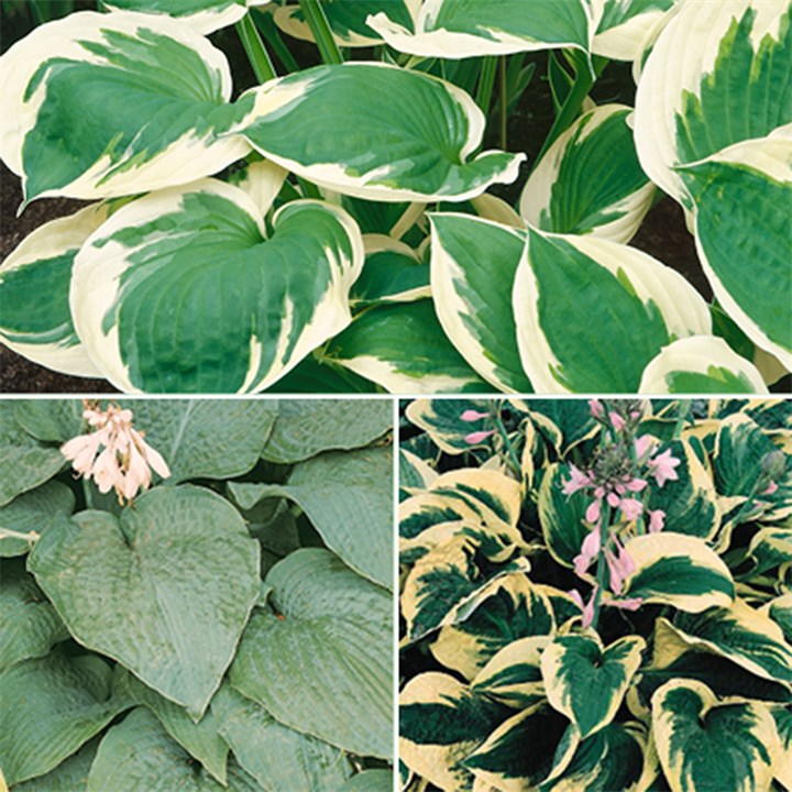 Three 9cm pots of YouGarden Hosta plants featuring lush green leaves with creamy white margins, showcasing various leaf shapes and a hint of purple flowers.