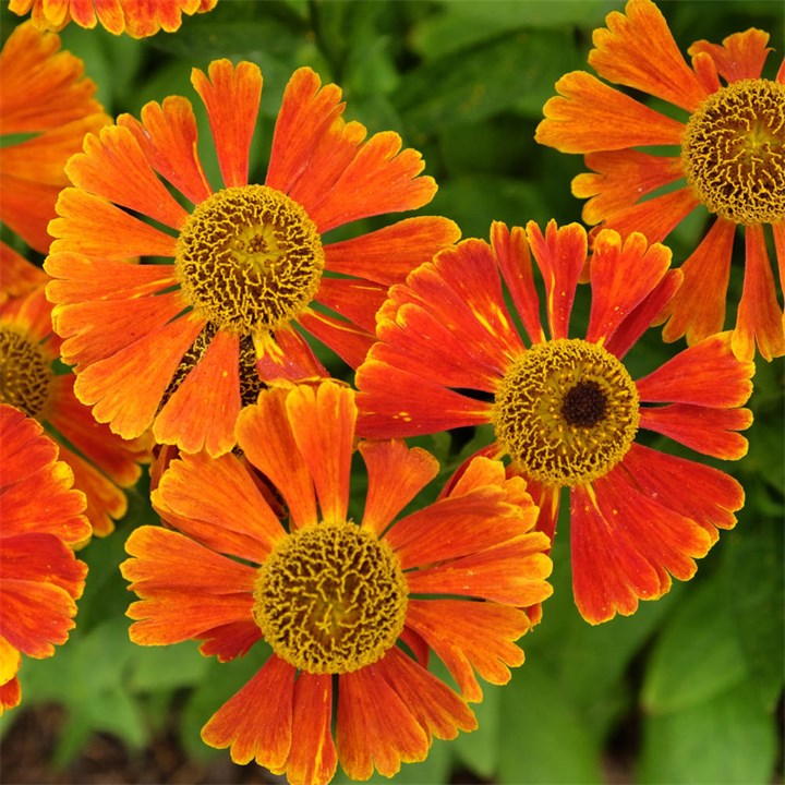 Vibrant orange and yellow Helenium Moerheim Beauty flowers with a daisy-like shape, set against lush green foliage in a 9cm pot.