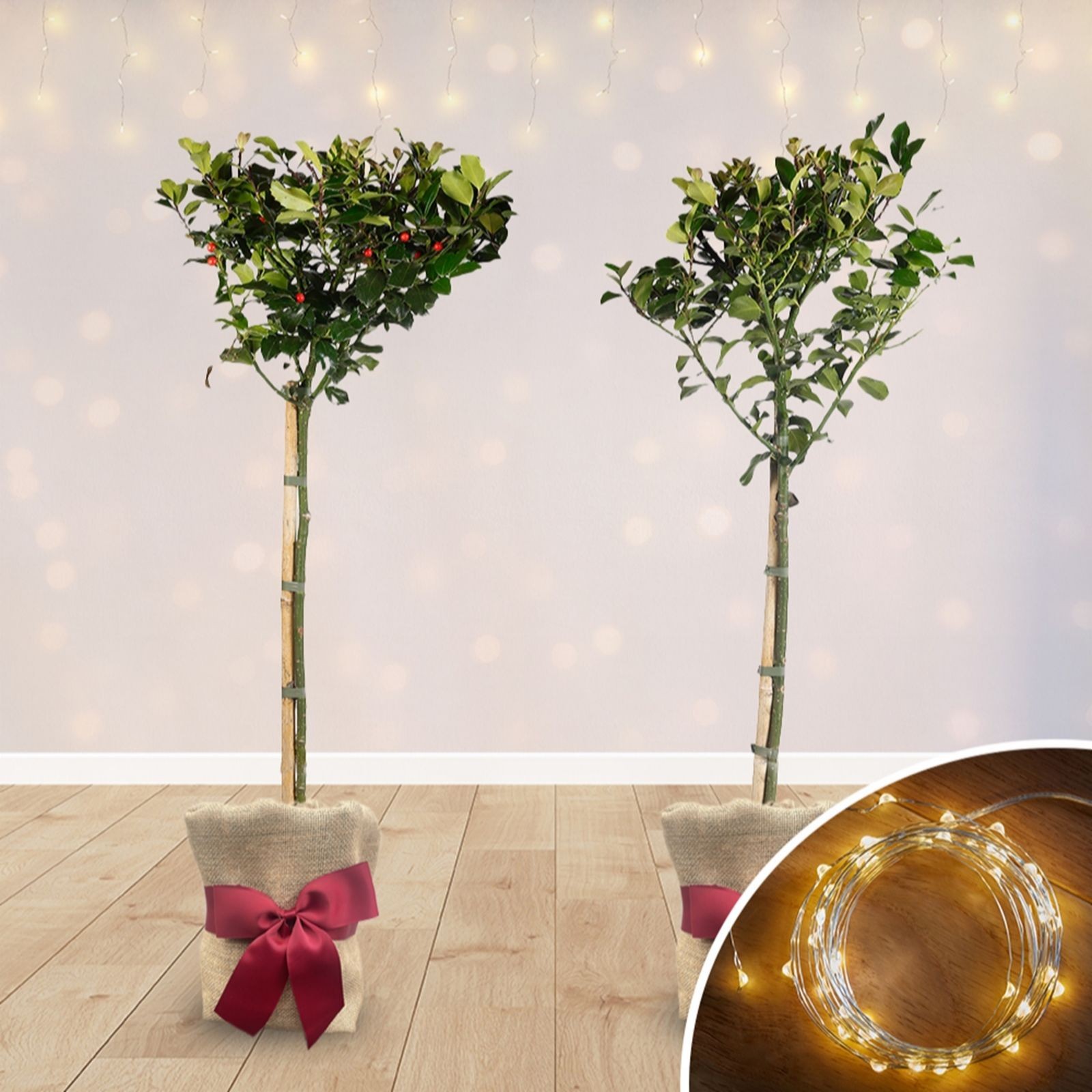 Gift-wrapped Ilex 'Blue Maid' standard holly tree with lush green leaves and red berries, set in a burlap pot tied with a burgundy ribbon, accompanied by warm fairy lights.