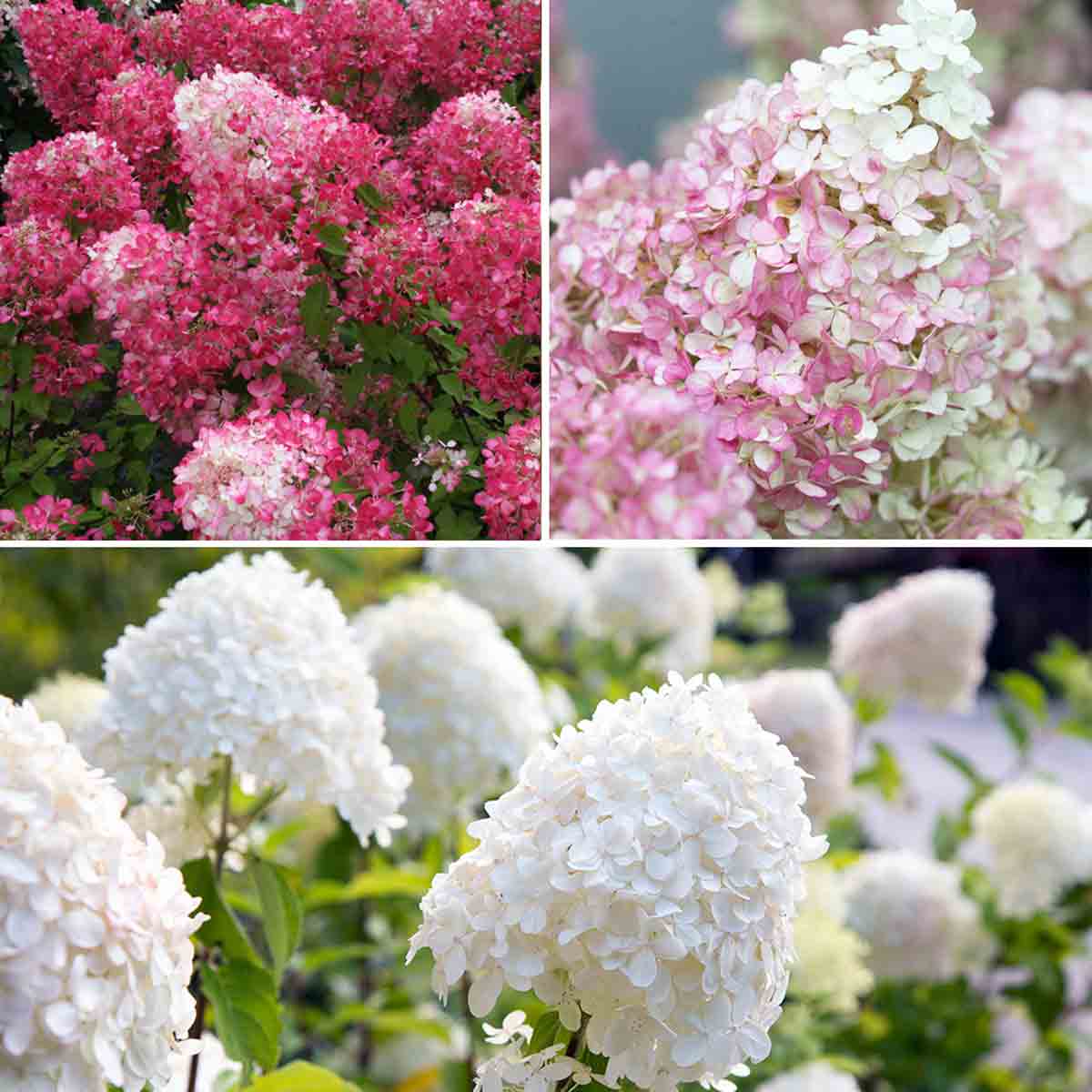 Three 9cm pots of Hydrangea Paniculata featuring clusters of pink, white, and cream flowers, showcasing lush green foliage and vibrant blooms in various stages of color.