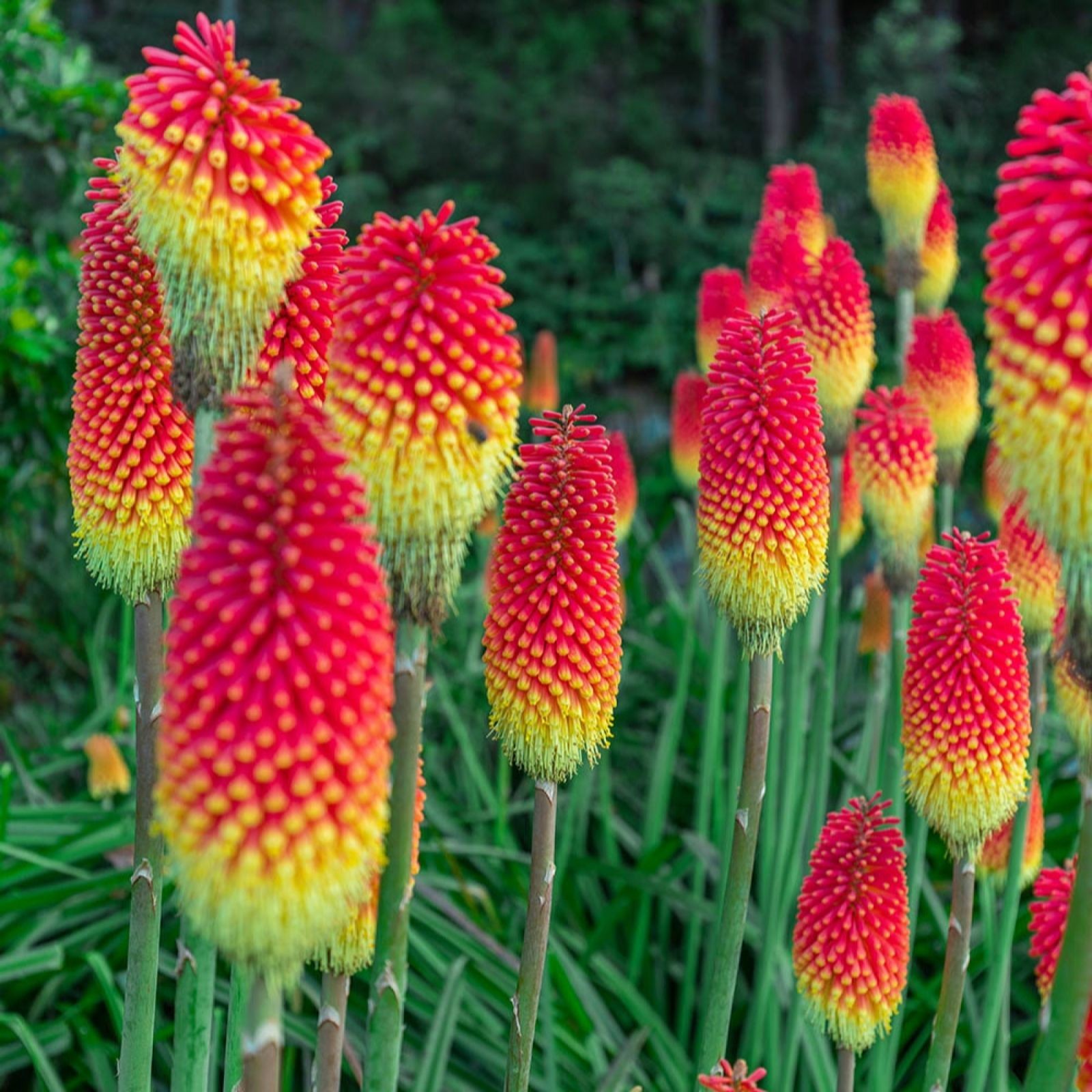 Vibrant Kniphofia Flamenco flowers with striking red and yellow spikes, standing tall among lush green foliage in a garden setting.