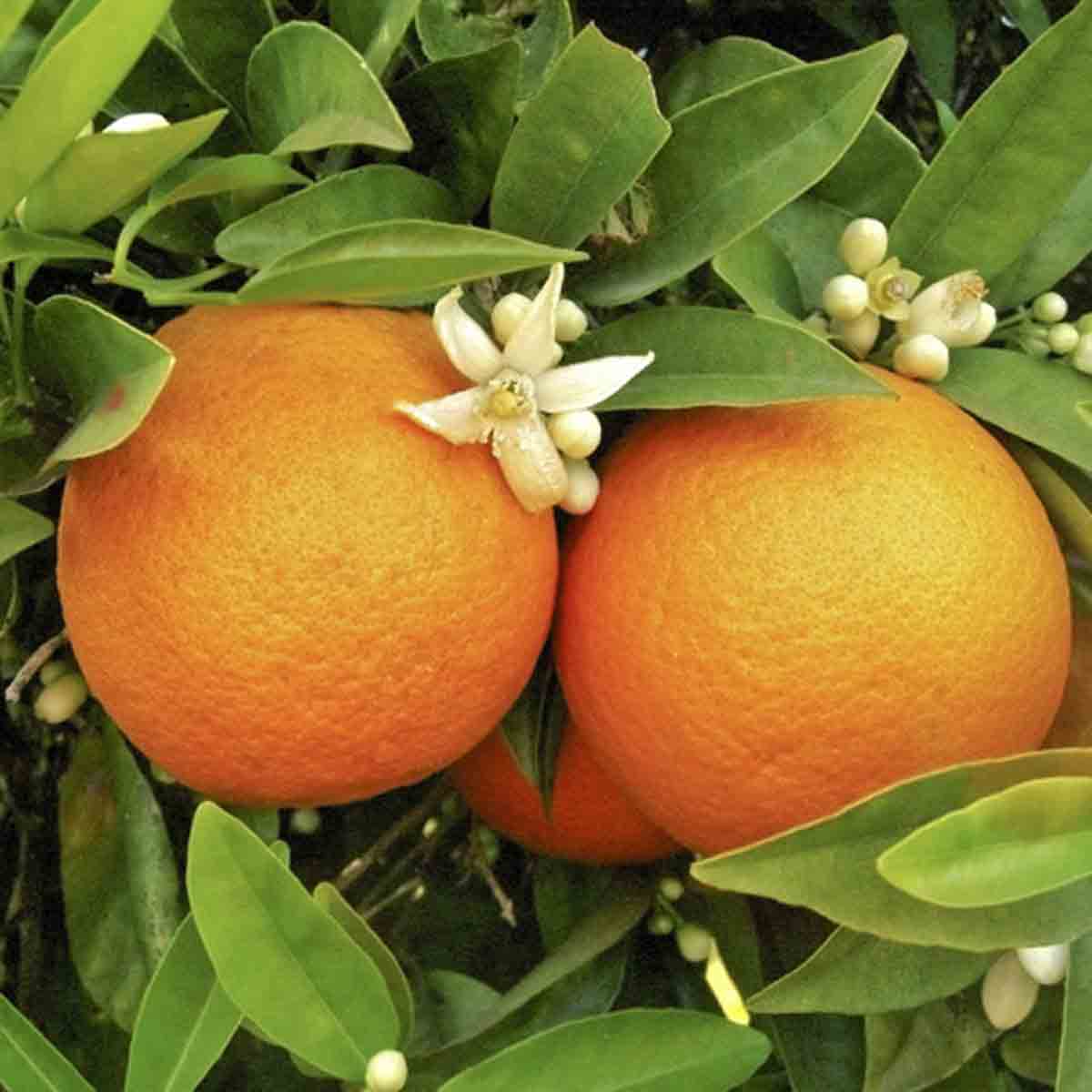 Vibrant orange citrus fruits nestled among lush green leaves, featuring small white flowers and buds, indicating a healthy, thriving plant in a 5L pot.