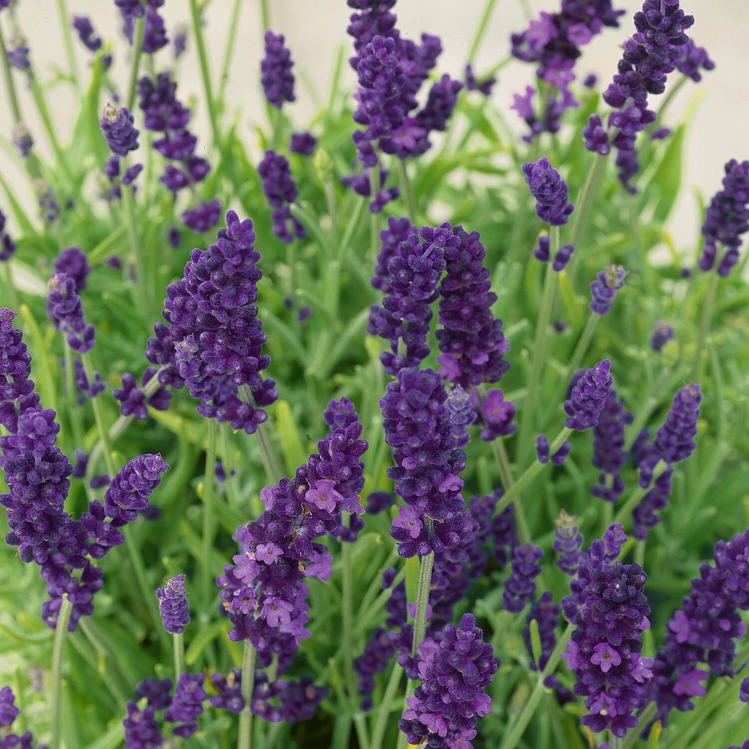Vibrant clusters of deep purple Lavender Hidcote flowers with green foliage, showcasing lush, healthy plug plants ready for planting.