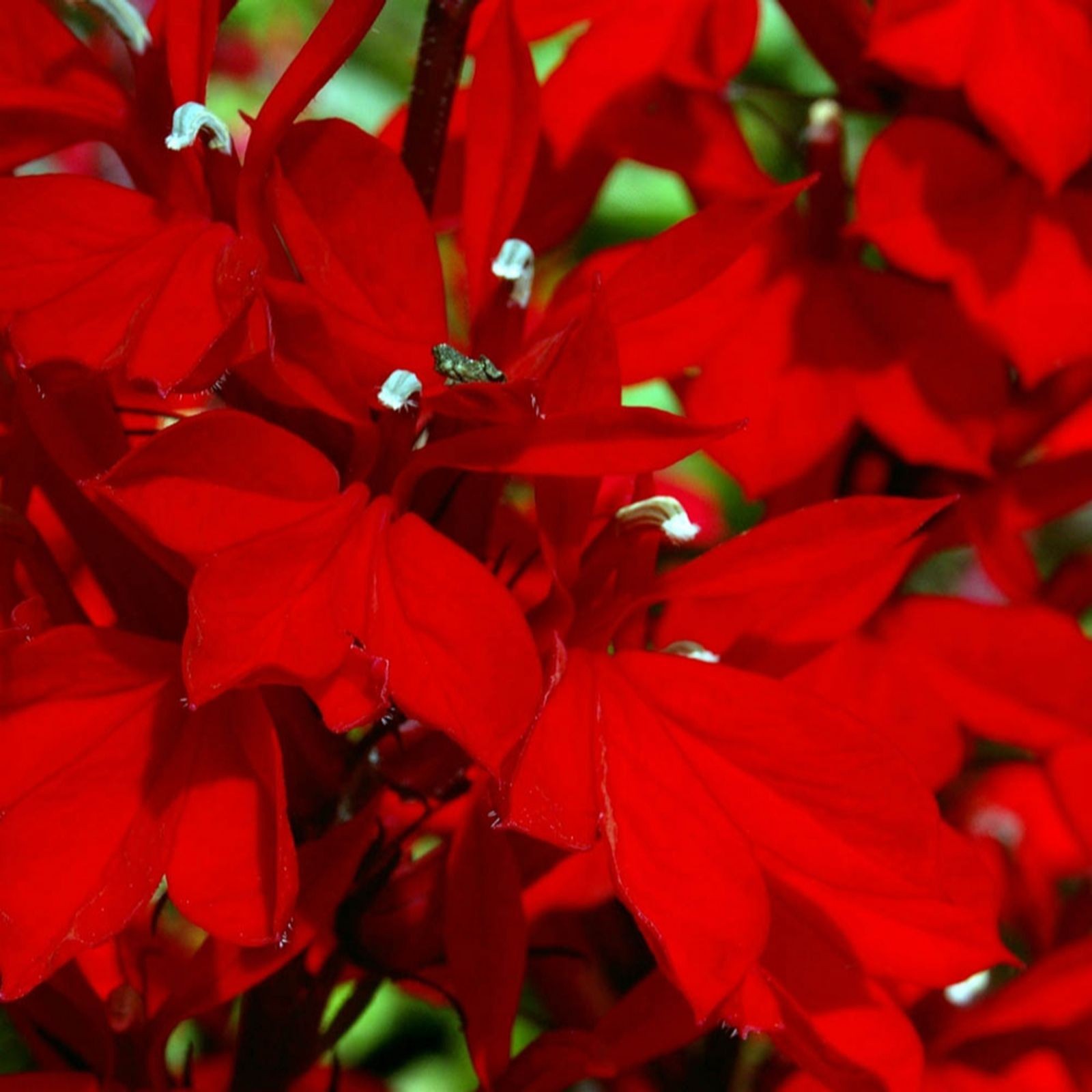 Vibrant red Lobelia Speciosa Queen Victoria flowers in 9cm pots, showcasing lush green foliage and delicate white accents on the petals.