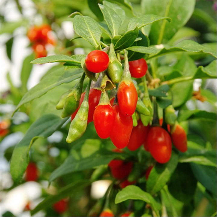 Bright red goji berries hang from lush green leaves, showcasing the vibrant fruit of the Sweet Lifeberry superfruit plants in 9cm pots.