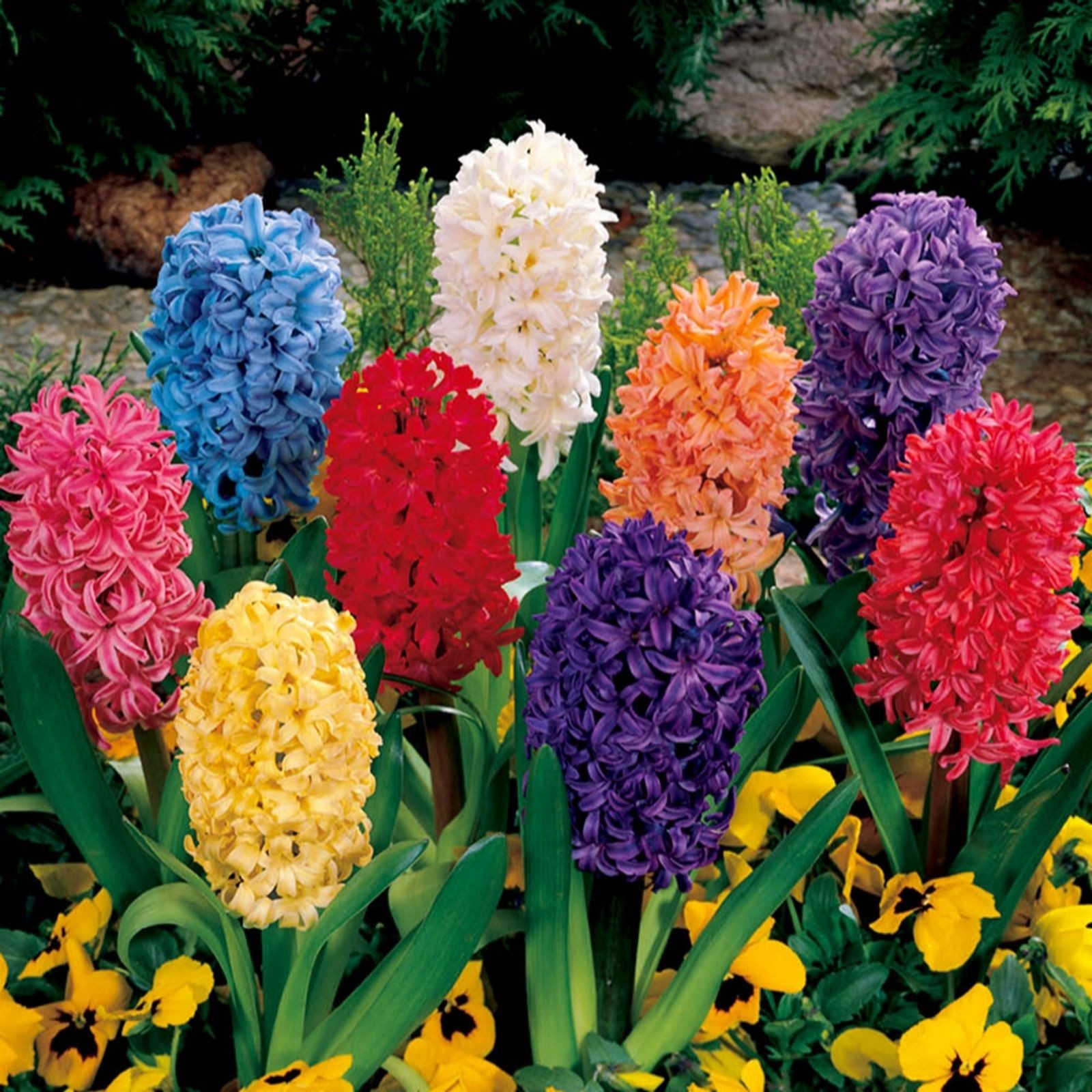 Colorful display of garden hyacinths in various shades including pink, blue, white, orange, red, yellow, and purple, surrounded by green leaves and yellow pansies.