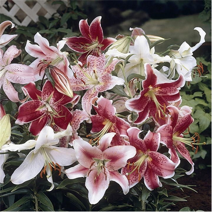 Vibrant bouquet of Oriental lilies featuring large, fragrant blooms in shades of pink, white, and burgundy, showcasing intricate speckled patterns and lush green foliage.