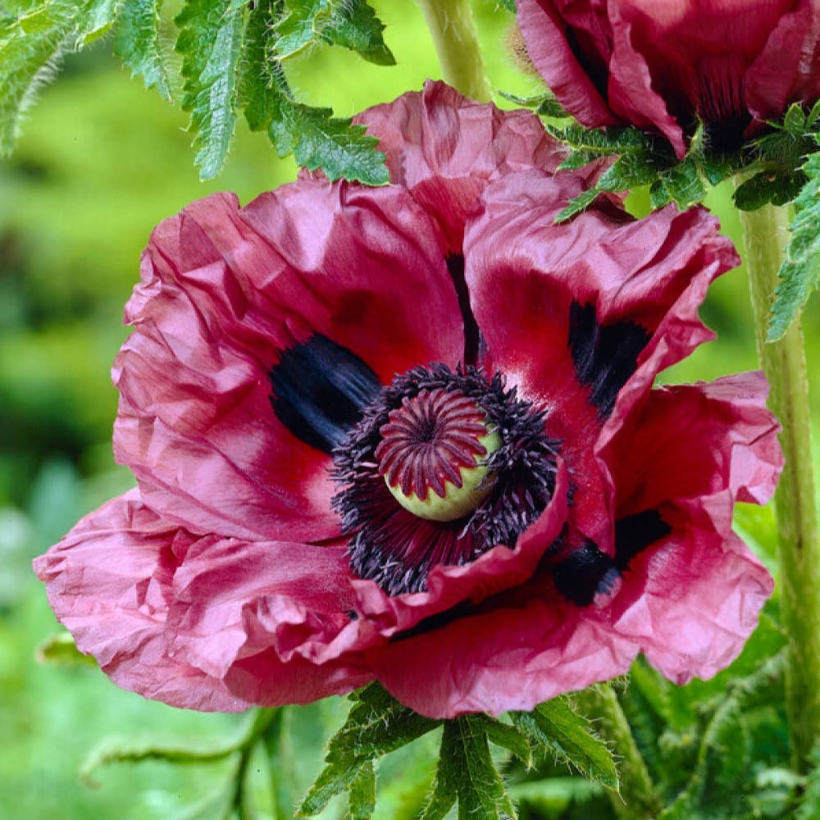 Three vibrant, deep pink Poppy Patty's Plum flowers with dark centers and ruffled petals, set against lush green foliage in 9cm pots.
