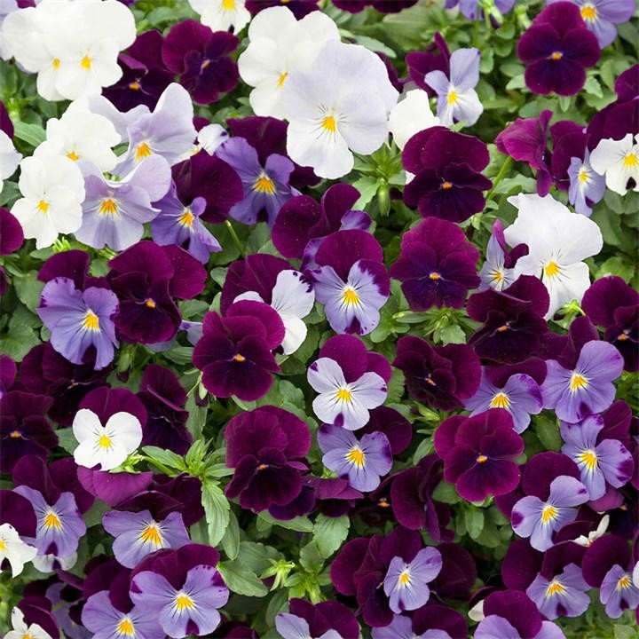 Vibrant mix of pansies in shades of deep purple, white, and lavender, featuring yellow centers, arranged densely in a lush green garden setting.