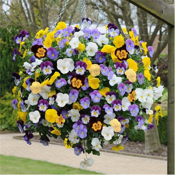 A vibrant hanging basket filled with multicolored pansies in shades of purple, yellow, and white, showcasing lush green foliage and a sturdy chain for hanging.