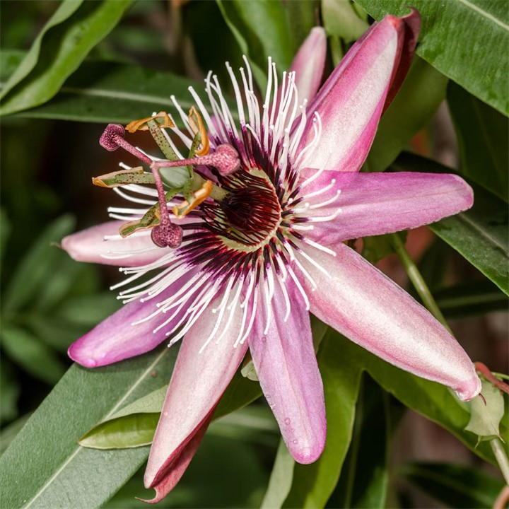 Three 9cm pots of Passiflora plants featuring vibrant pink and white flowers with intricate purple and green details, surrounded by lush green leaves.