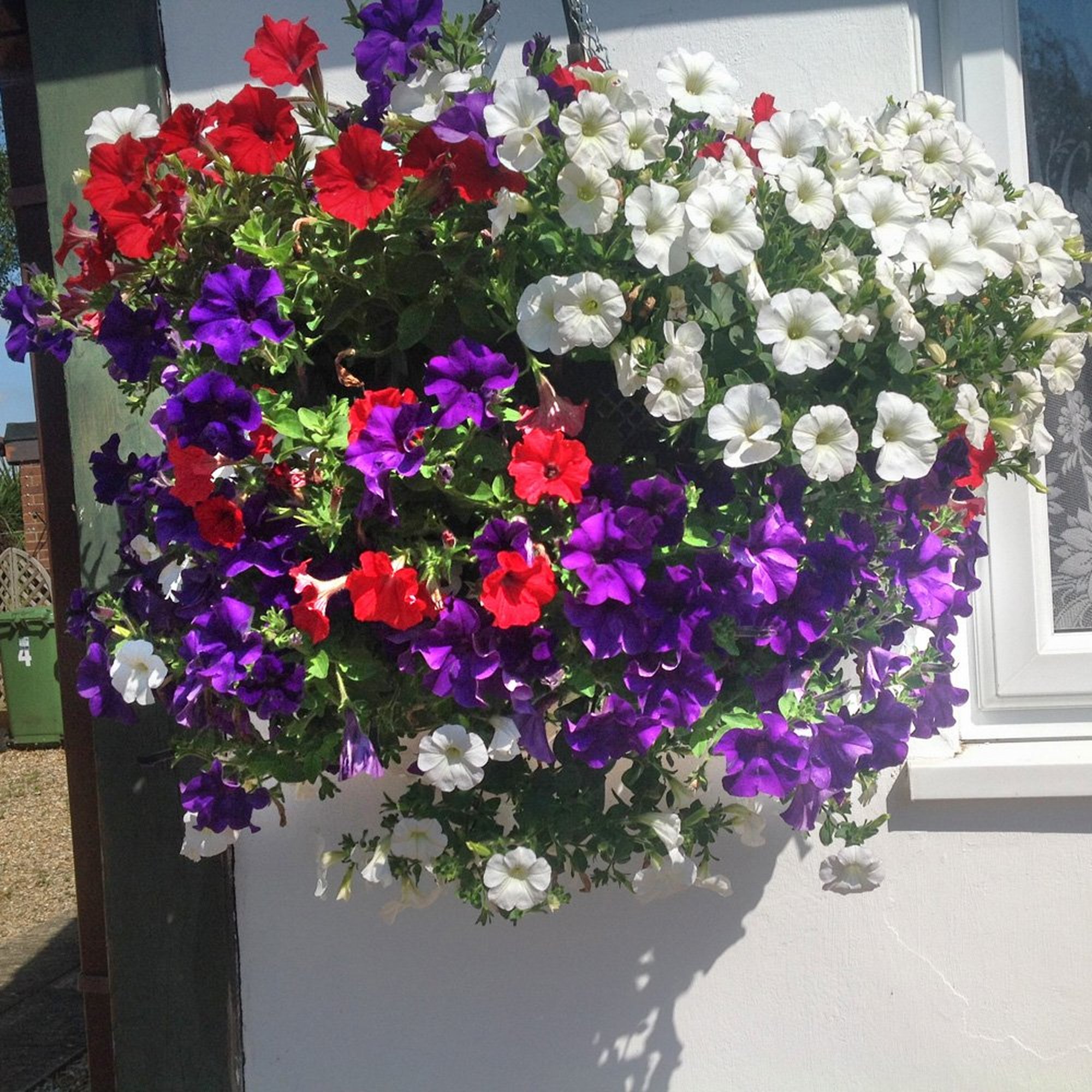 Vibrant hanging basket filled with a mix of red, white, and purple petunias, showcasing lush blooms and green foliage, ideal for patriotic garden displays.