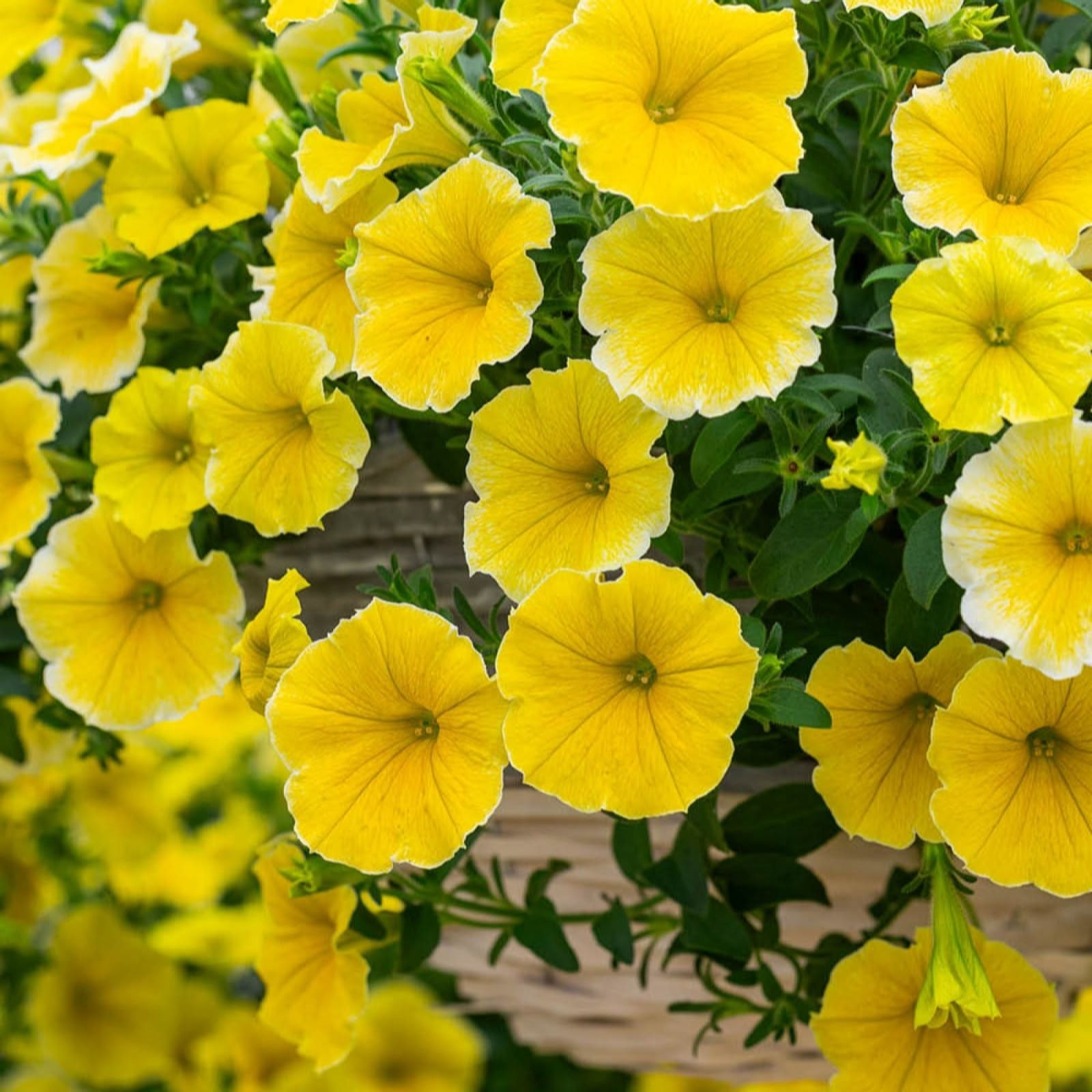 Bright yellow Petunia flowers with frilled edges, lush green foliage, arranged in a plug tray, showcasing vibrant blooms perfect for garden displays.