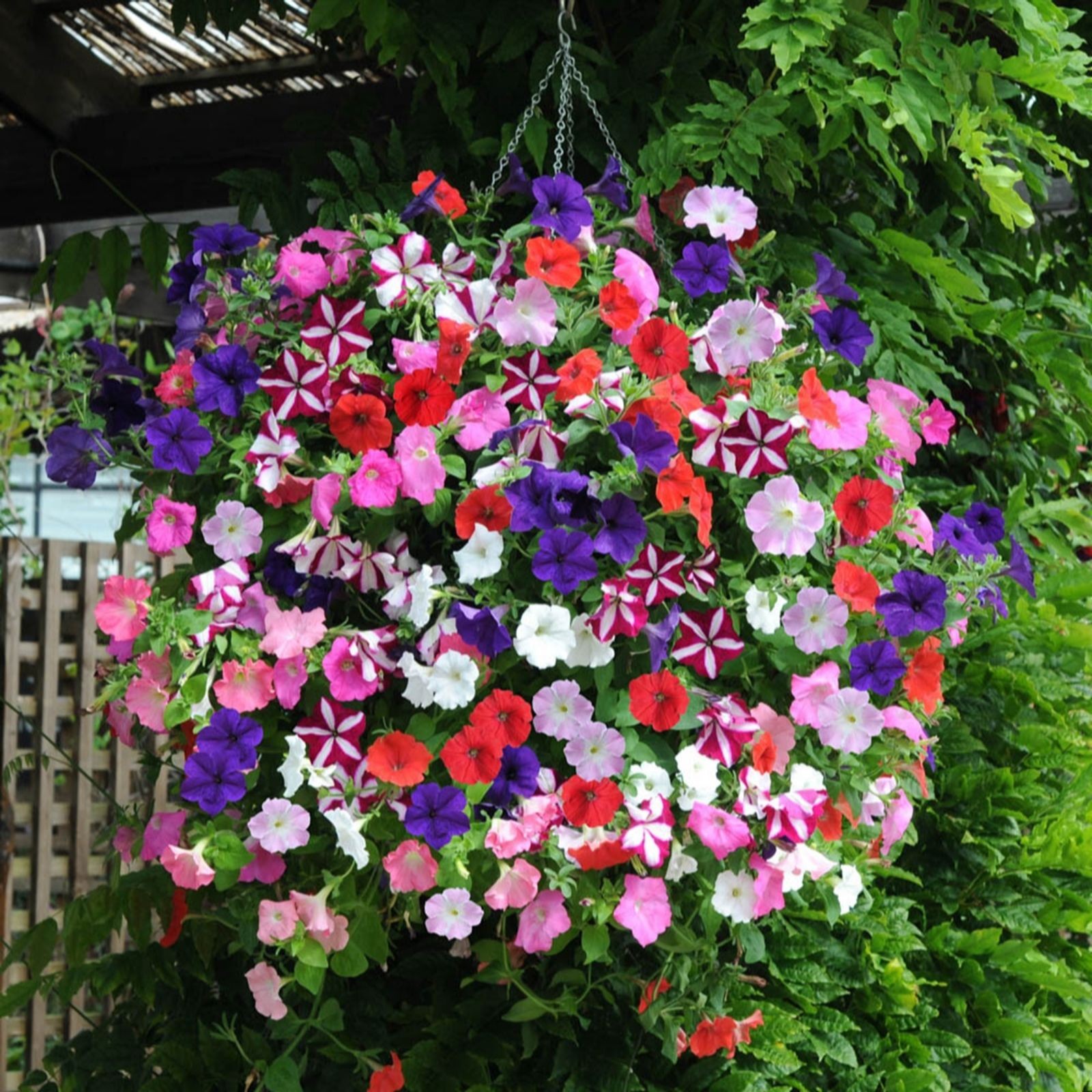 Vibrant hanging basket filled with a mix of petunias in shades of purple, pink, red, and white, showcasing striped and solid patterns among lush green foliage.