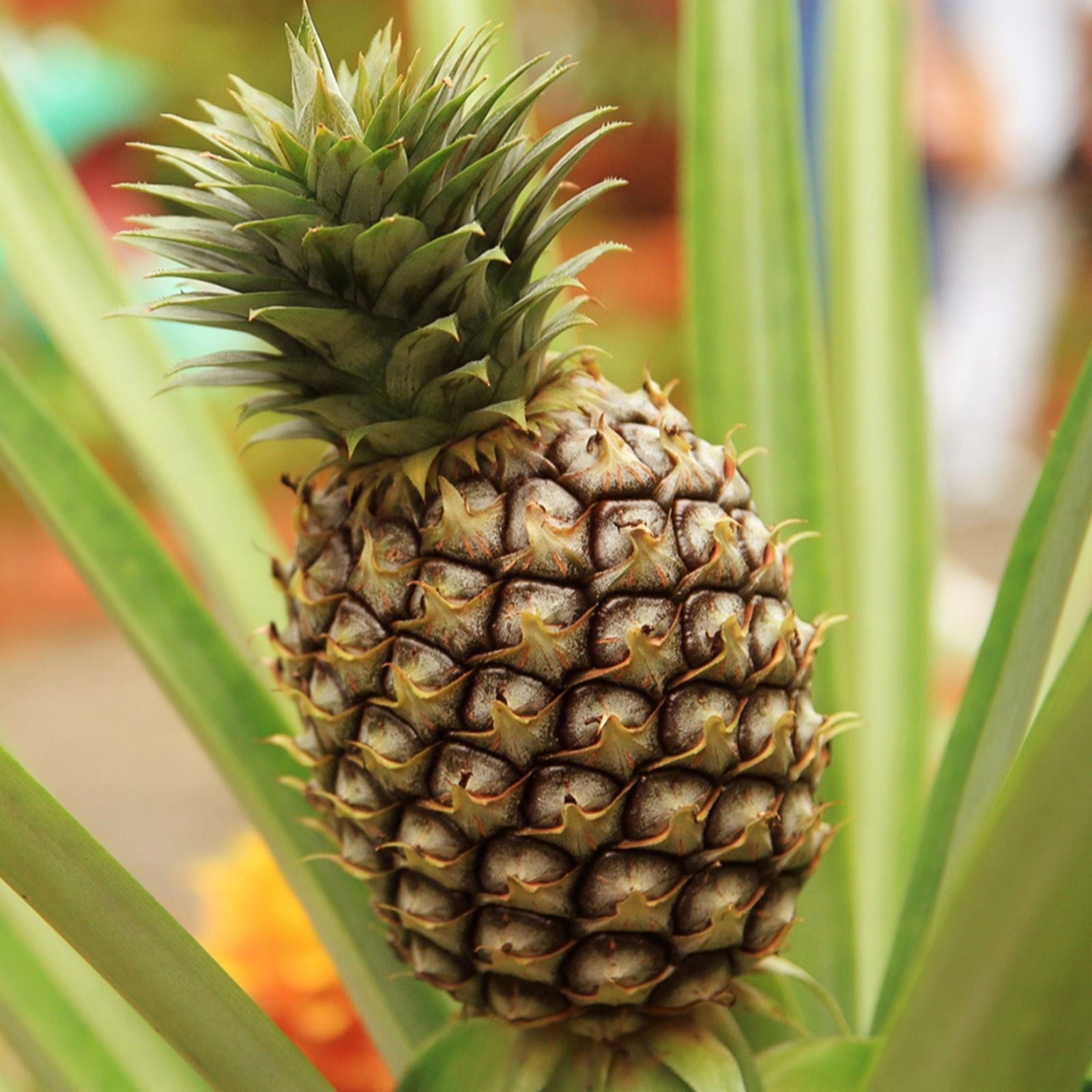 Pineapple plant with a textured, brownish-green fruit and spiky green leaves, presented in a 12cm pot, showcasing vibrant tropical foliage.