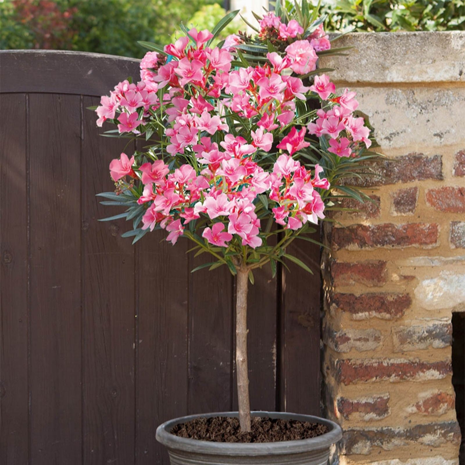 Pair of Oleander standard trees with vibrant pink flowers and green leaves, potted in a dark container, positioned near a rustic stone wall and wooden fence.