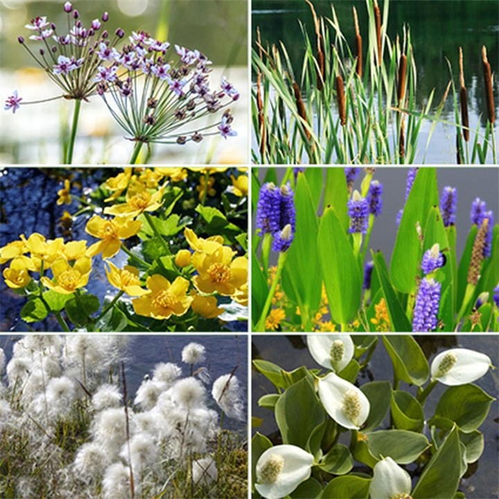 YouGarden Pond Plant Collection featuring six varieties of aquatic plants in vibrant colors, including purple, yellow, and green, arranged in a 6 x 9cm format.