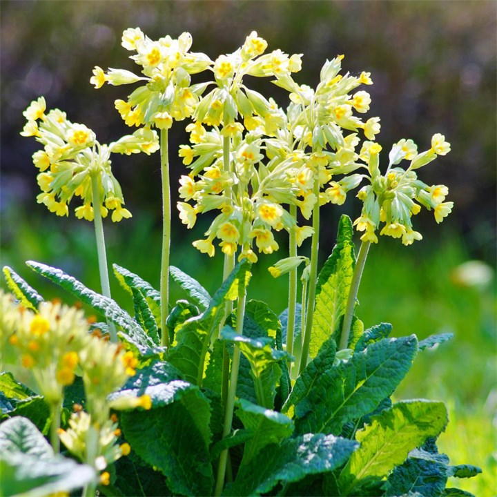 Primula Veris (Cowslip) with clusters of bright yellow flowers and lush green leaves, presented in three 9cm pots, set against a blurred green background.