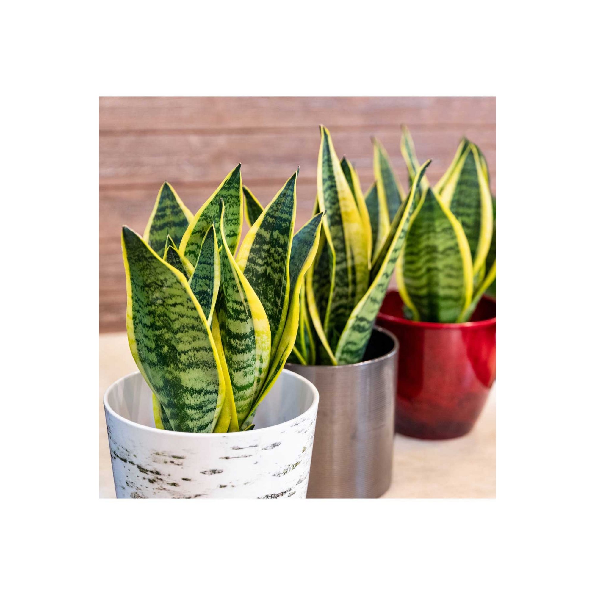 Sansevieria Trifasciata Laurentii with tall, green leaves edged in yellow, displayed in a white and a metallic pot, showcasing its striking foliage.