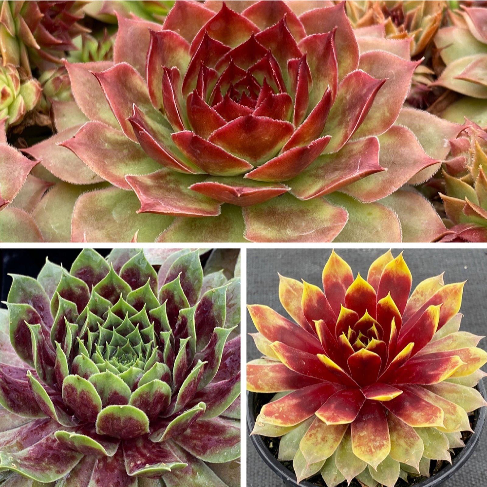Three vibrant Sempervivum succulents in varying sizes, featuring rosette shapes with green and red hues, showcasing a fuzzy texture and distinct leaf patterns, set in black pots.