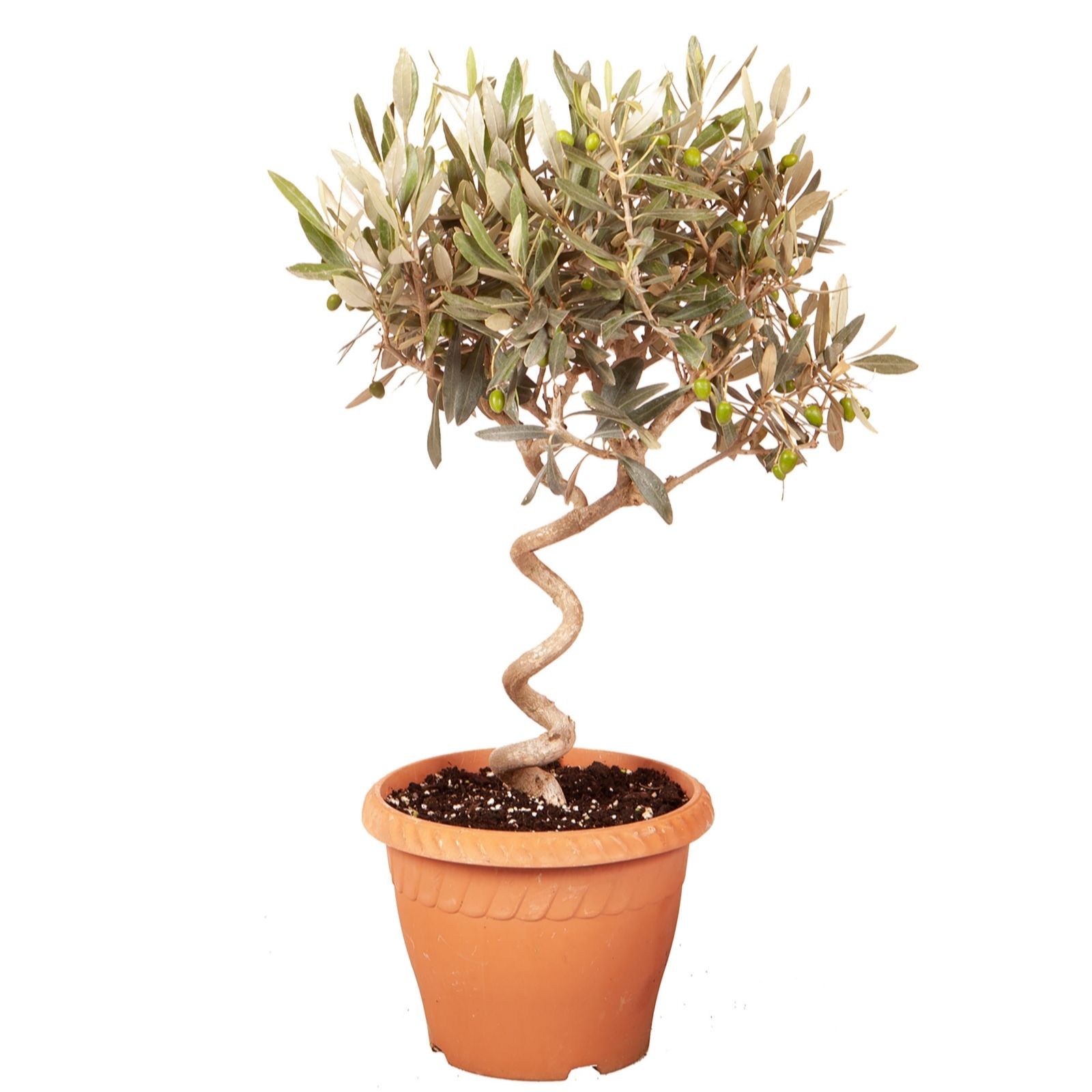 Patio spiral stem olive tree in a terracotta pot, featuring a twisted trunk and lush green leaves with small olives, set in rich compost.