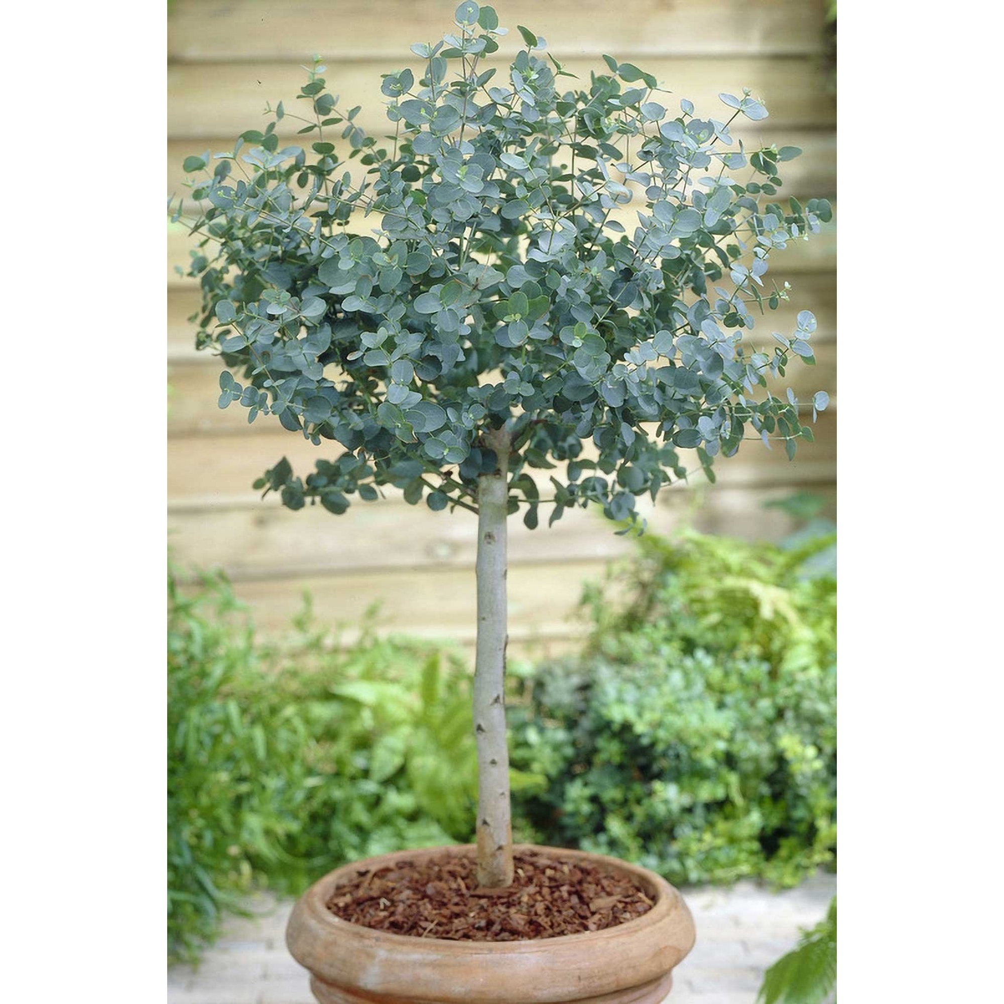 A potted eucalyptus tree with lush green leaves, a slender gray trunk, and brown mulch in a terracotta pot, set against a backdrop of greenery.