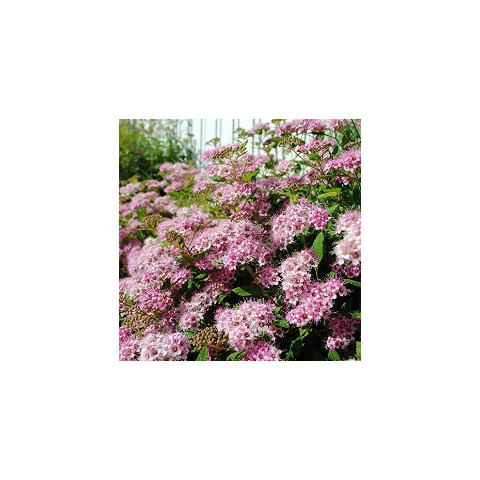 YouGarden Summer Flowering Hardy Shrub Collection 6 Pack - image 2