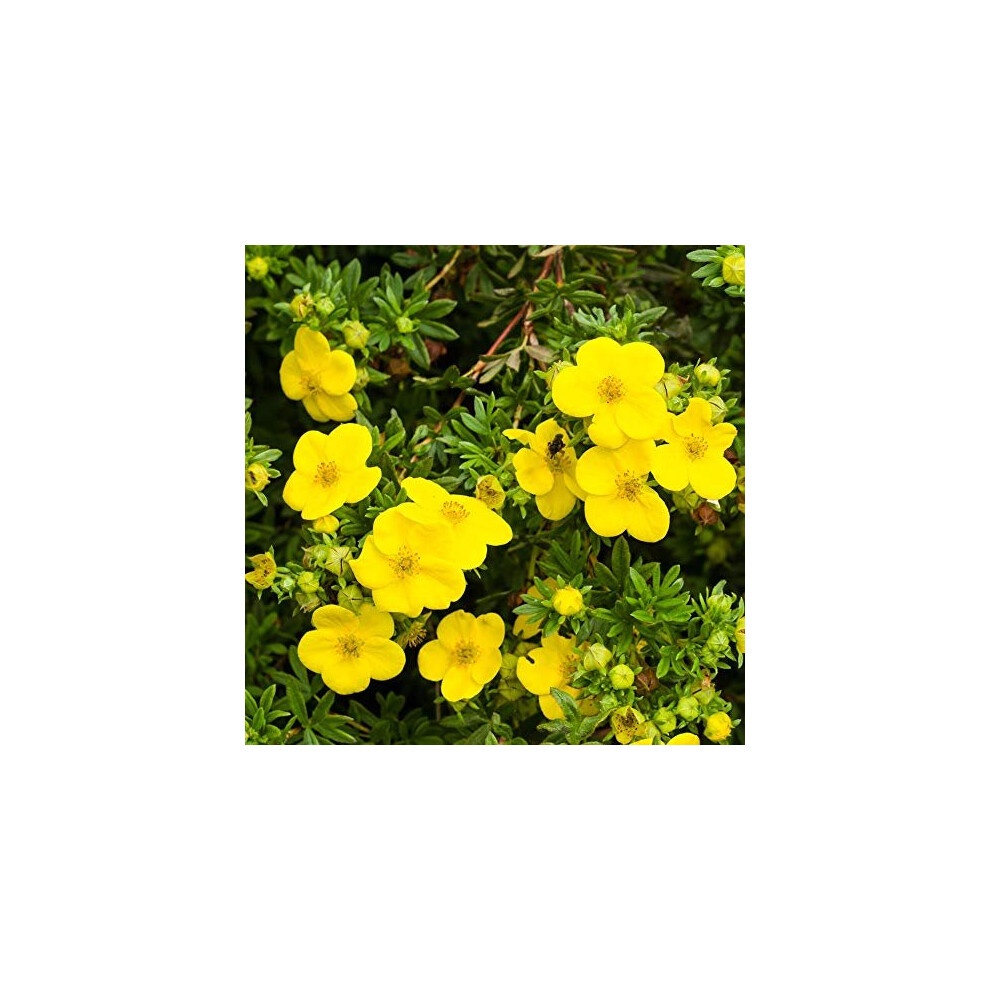 YouGarden Summer Flowering Hardy Shrub Collection 6 Pack - image 3