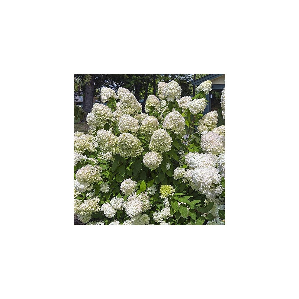 YouGarden Summer Flowering Hardy Shrub Collection 6 Pack - image 4