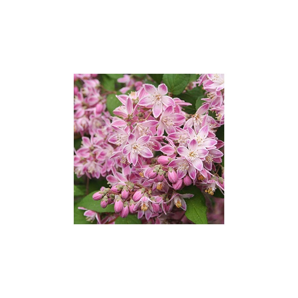 YouGarden Summer Flowering Hardy Shrub Collection 6 Pack - image 5