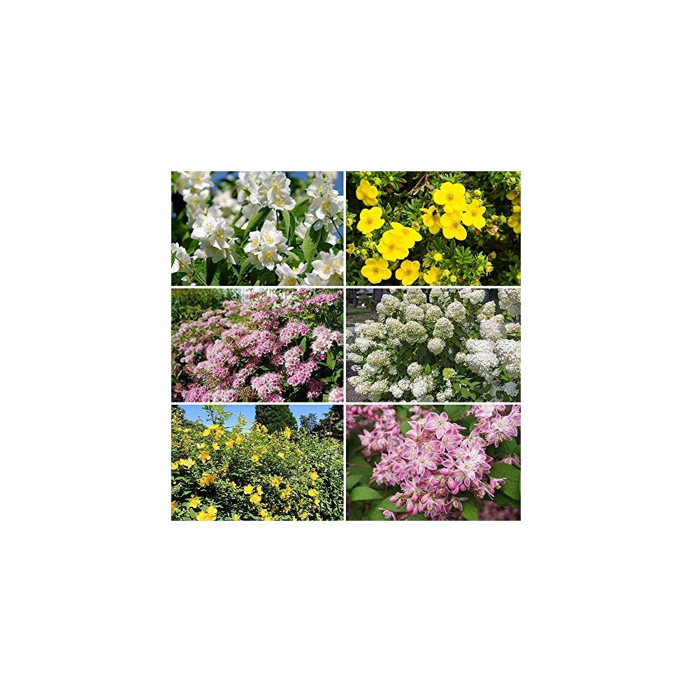 Collection of six summer-flowering hardy shrubs in 9cm pots, featuring vibrant blooms in white, pink, yellow, and purple, with lush green foliage, each 20-30cm tall.