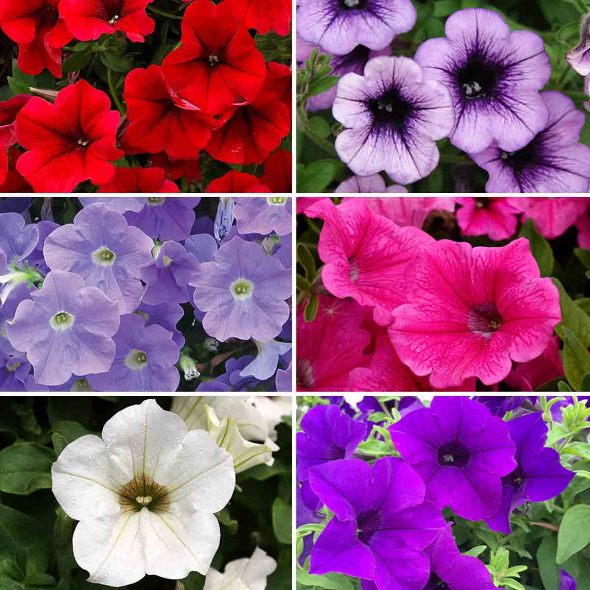 Vibrant collection of Surfinia petunia plug plants featuring red, purple, pink, lavender, white, and deep violet flowers, showcasing a variety of colors and textures.