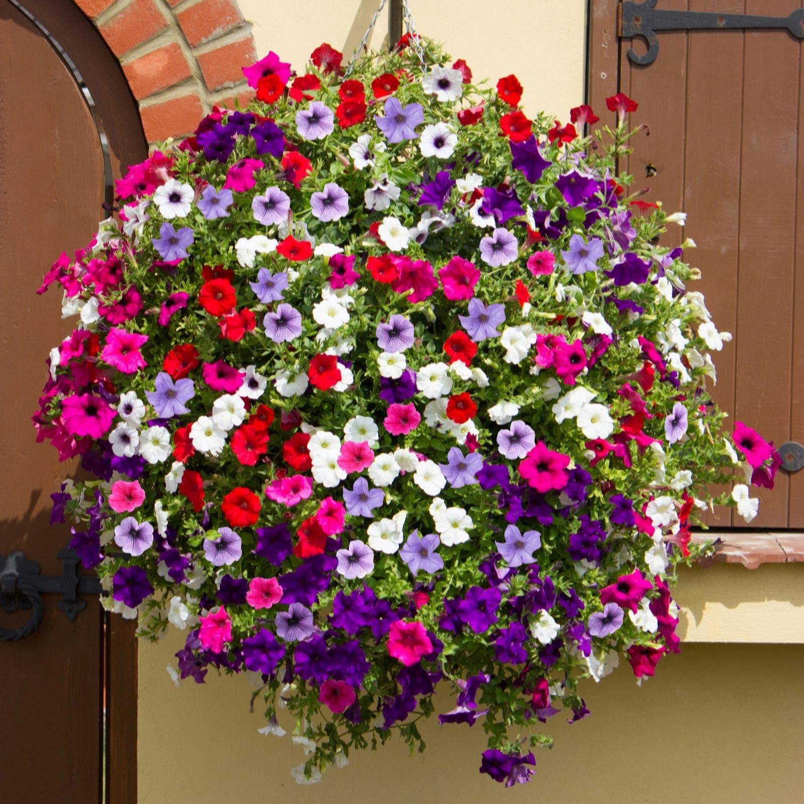 A vibrant hanging basket filled with a mix of Surfinia petunias in shades of red, purple, pink, and white, showcasing lush green foliage and a full, cascading appearance.