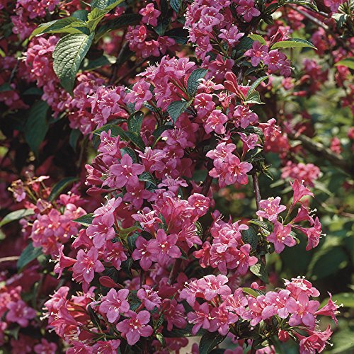 YouGarden The Ultimate Winter Hardy Shrub Collection 12 Pack - image 3