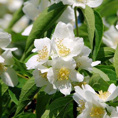 YouGarden The Ultimate Winter Hardy Shrub Collection 12 Pack - image 4