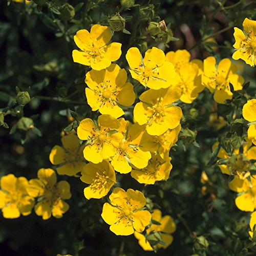 Bright yellow flowers with five petals cluster together on green stems, showcasing the vibrant blooms of the Ultimate Winter Hardy Shrub Collection by YouGarden.