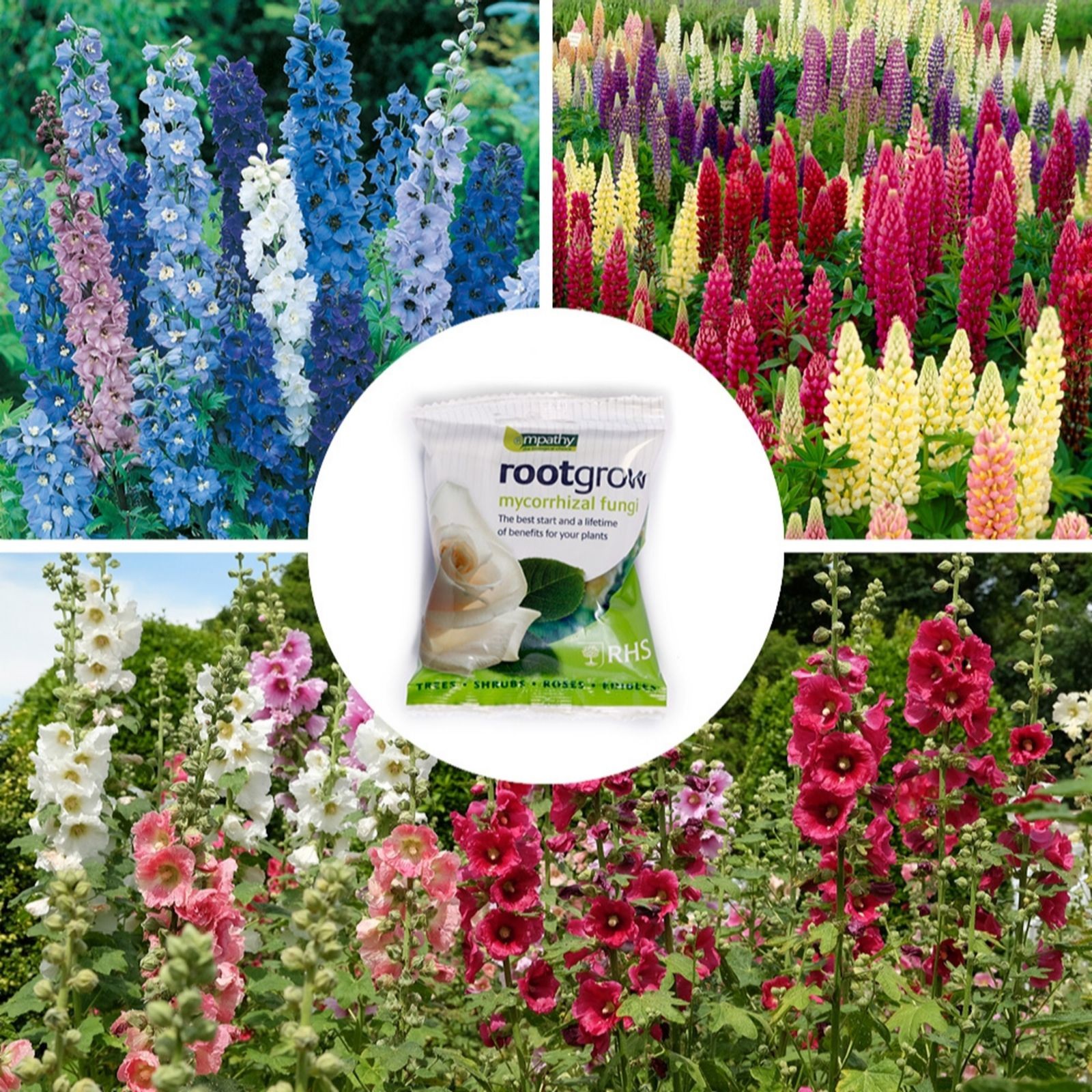 A vibrant collection of flower towers featuring tall delphiniums in blue, pink, and white, alongside colorful lupins and hollyhocks, with a packet of rootgrow mycorrhizal fungi in the center.