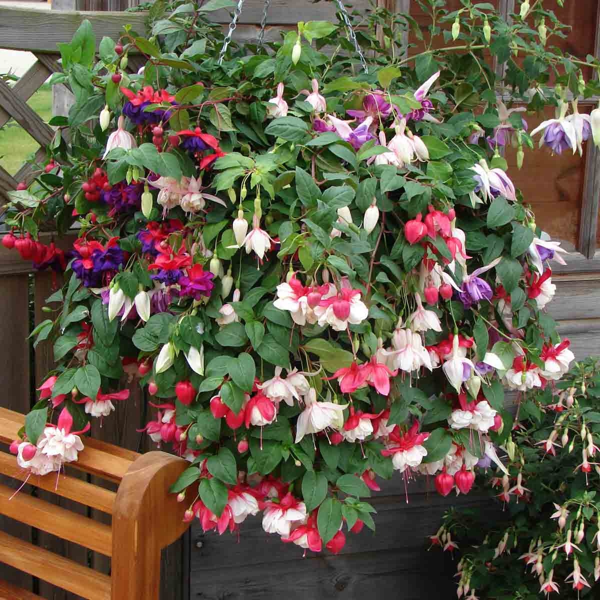 Trailing fuchsia hanging baskets filled with vibrant pink, purple, and red flowers, lush green leaves, and suspended from a chain against a wooden backdrop.