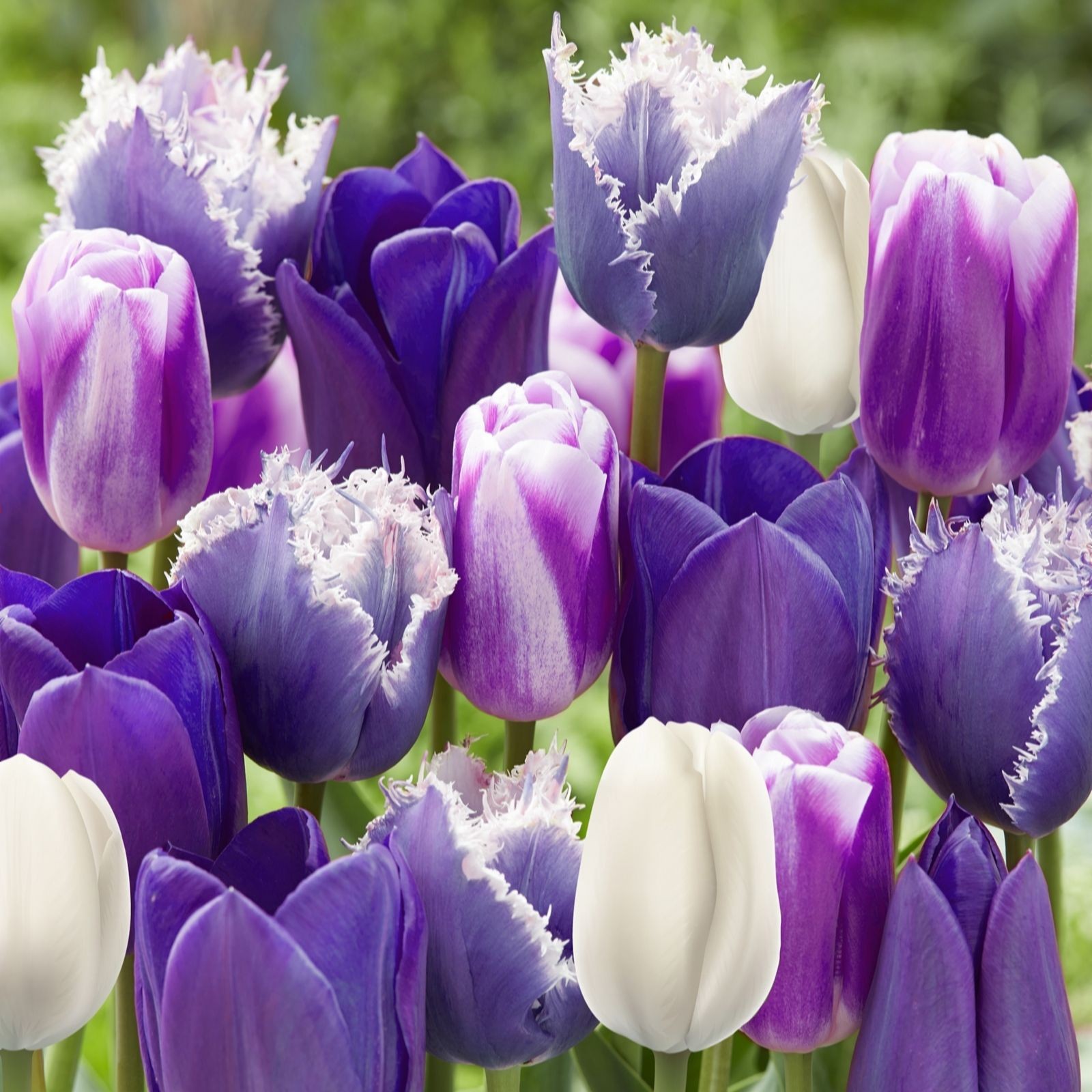 Vibrant mix of tulips in shades of purple, white, and lavender, featuring fringed edges and smooth petals, arranged in a lush green garden setting.