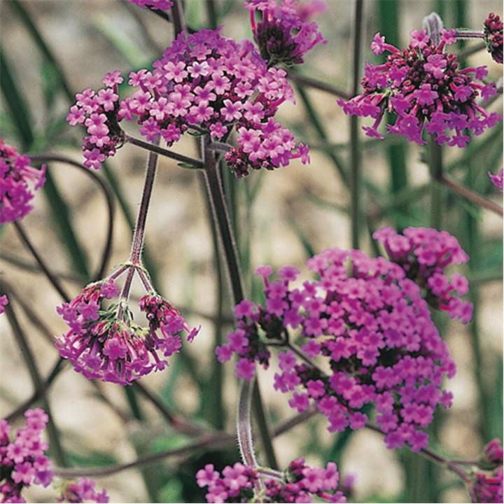 Three 9cm pots of YouGarden Verbena Bonariensis, featuring clusters of small purple flowers with delicate petals and green stems, set against a neutral background.