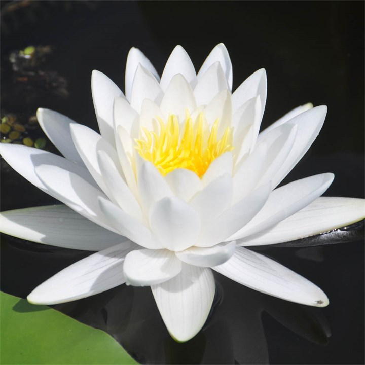 White water lily with layered petals and a bright yellow center, floating on dark water, showcasing its vibrant colors and delicate structure.