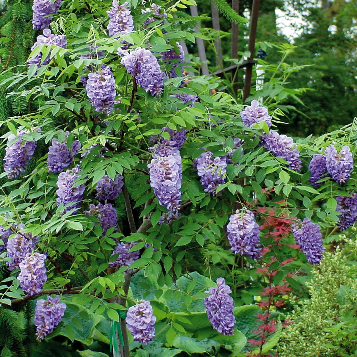 Wisteria Amethyst Falls in a 15cm pot, featuring cascading clusters of vibrant purple flowers and lush green foliage, ideal for enhancing garden aesthetics.