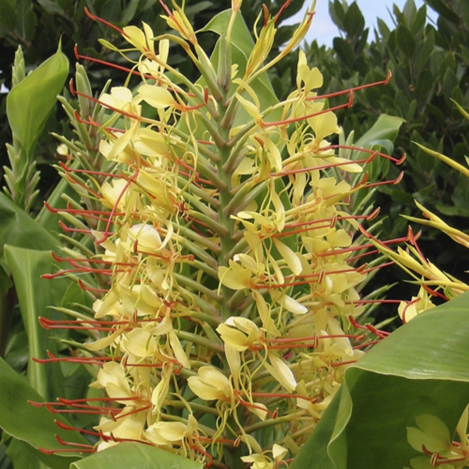 Bright yellow flowers with long red stamens emerge from green, lush foliage, showcasing the Hardy Ginger Lily Hedychium tubers by YouGarden.