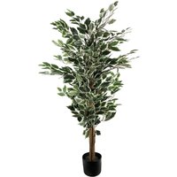 130cm tall variegated white and green bushy ficus tree in black pot with dense foliage and realistic trunk.